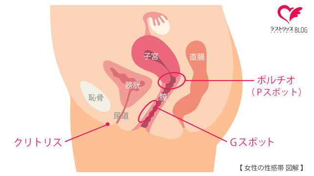 女性の性感帯図説図解